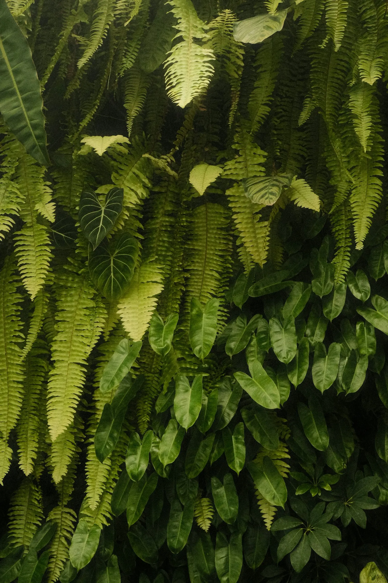 A dense living wall of lush green ferns and tropical leaves